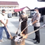 Polres Jayapura Musnahkan 682 Gram Ganja Kering