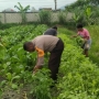 Bhabinkamtibmas Polsek Sentani Kota Panen Sayur Bersama Kelompok Tani Binaan