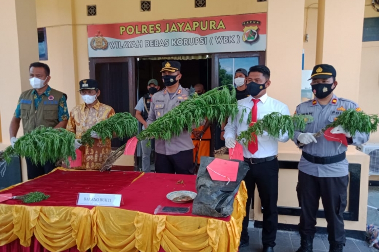 Tanam Ganja, Pemuda di Kampung Dosay Ini Dicokok Polisi