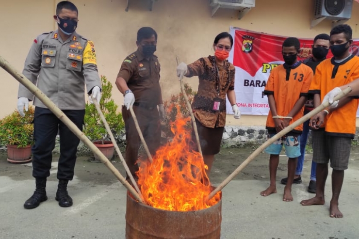 Polres Jayapura Musnahkan 500 Gram Ganja dari Tiga Tersangka 