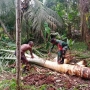Bantu Mengolah Sagu, Cara Babinsa Komsos dengan Warga Kampung Brabar