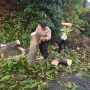 Berteduh Saat Hujan Deras, Julianto Nyaris Tertimpa Pohon Tumbang