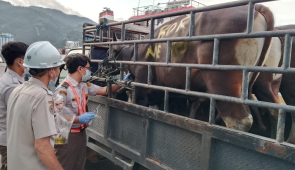 Karantina Papua Pastikan Kesehatan Sapi Qurban Sebelum Dikirim ke Mamberamo Raya
