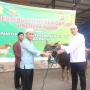 Perayaan Idul Adha 1446 H, Polda Papua Sembelih 21 Ekor Sapi dan 4 Ekor Kambing