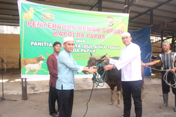 Perayaan Idul Adha 1446 H, Polda Papua Sembelih 21 Ekor Sapi dan 4 Ekor Kambing