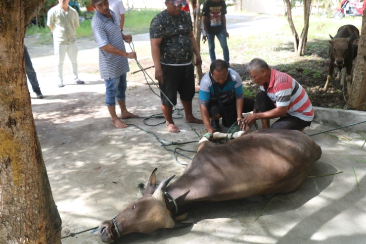 Rayakan Hari Kurban, Satgas Gakkum ODC-2025 Posko Jayapura Sembelih 2 Ekor Sapi