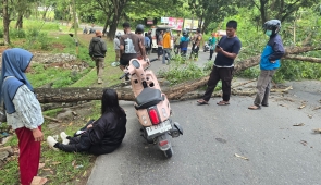 Pohon Tumbang Renggut Nyawa Seorang Pengendara Motor di Abepura Jayapura