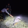 Jasad Bayi Laki laki Ditemukan Warga di Pesisir Pantai Skouw Sae Muara Tami